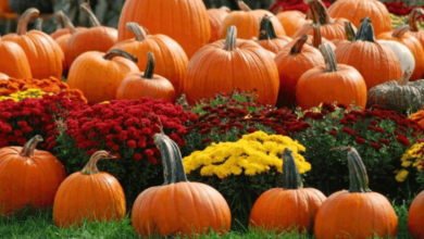Wallpaper:_9bfaj71qbk= Pumpkin Patch