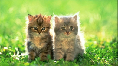 Wallpaper:7v7_Lw4rmyu= Kitten