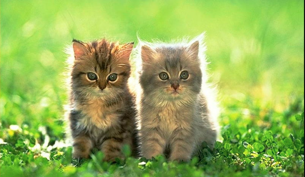 Wallpaper:7v7_Lw4rmyu= Kitten