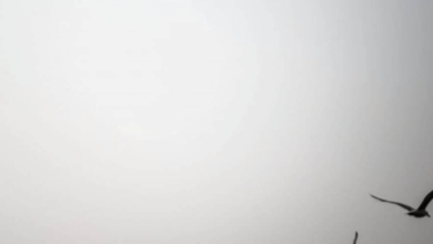 Wallpaper:_Pbfqibyfcu= White Screen