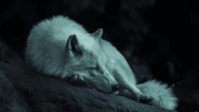 Wallpaper:1ic9bbzwemc= Wolf